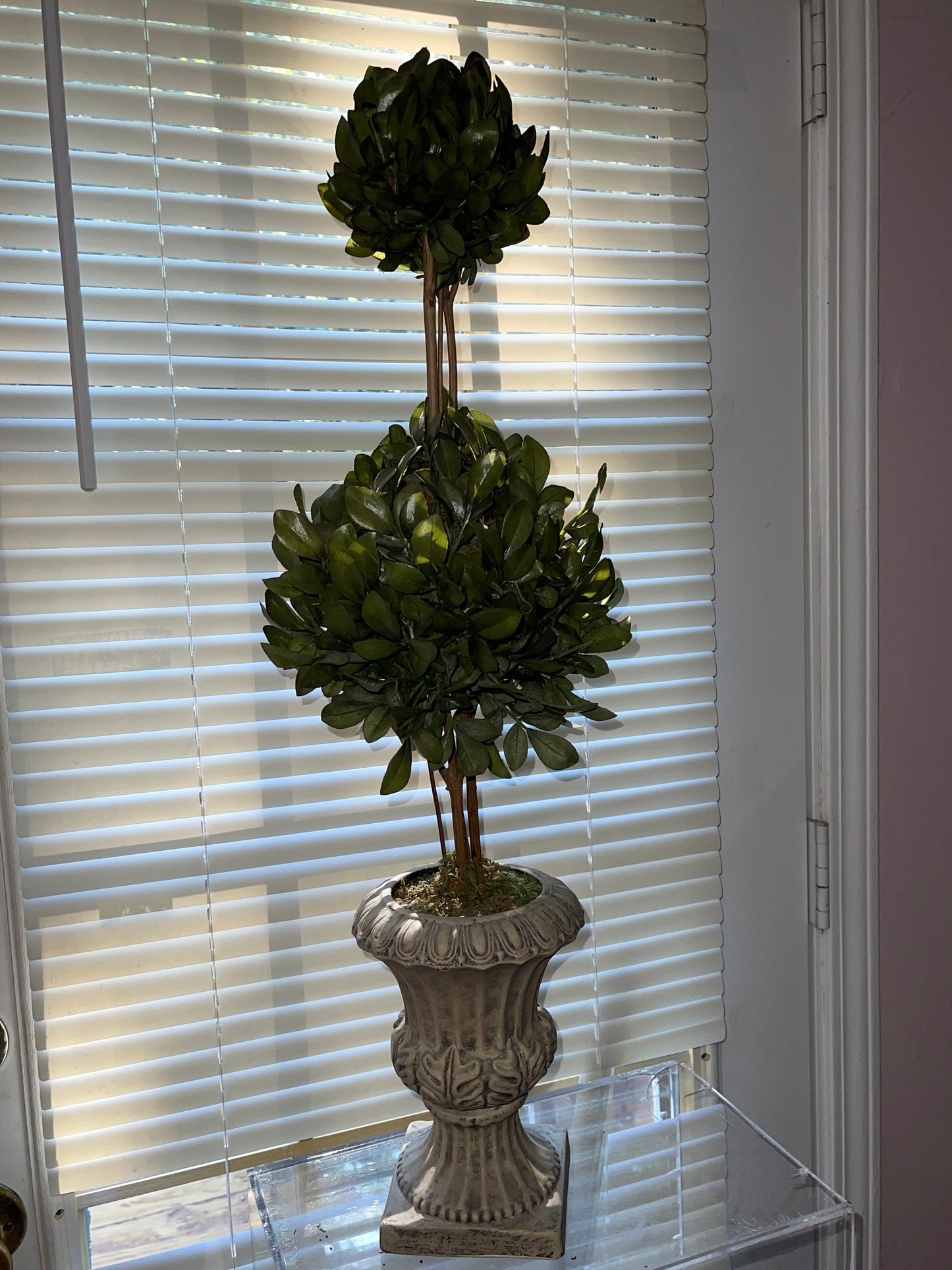 RENTAL GREEN TOPIARY SHRUBBERY TERRACOTTA STYLE POT