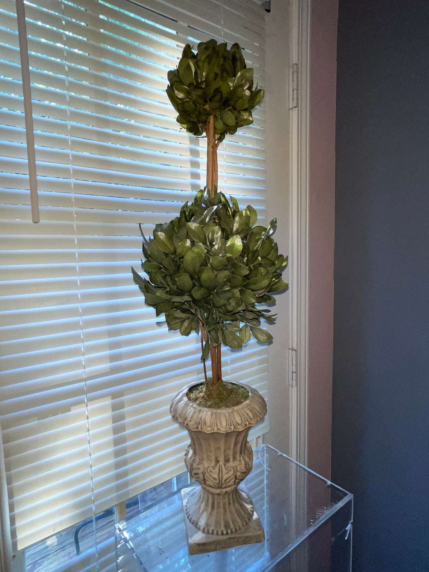RENTAL GREEN TOPIARY SHRUBBERY TERRACOTTA STYLE POT