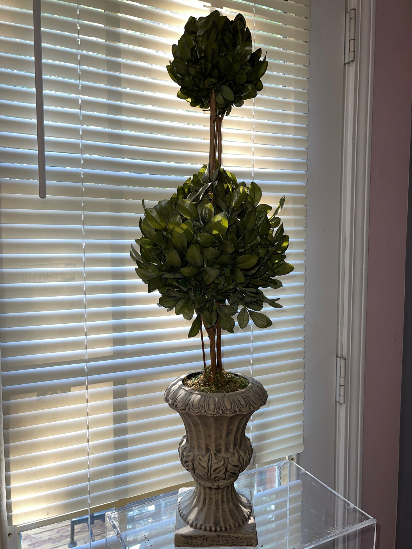 RENTAL GREEN TOPIARY SHRUBBERY TERRACOTTA STYLE POT