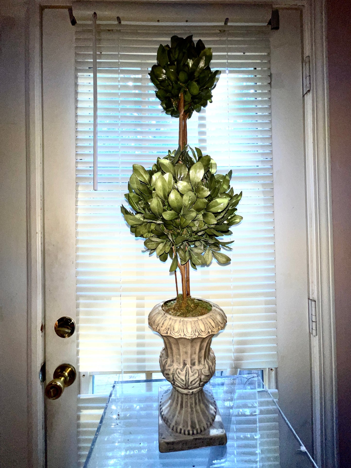 RENTAL GREEN TOPIARY SHRUBBERY TERRACOTTA STYLE POT