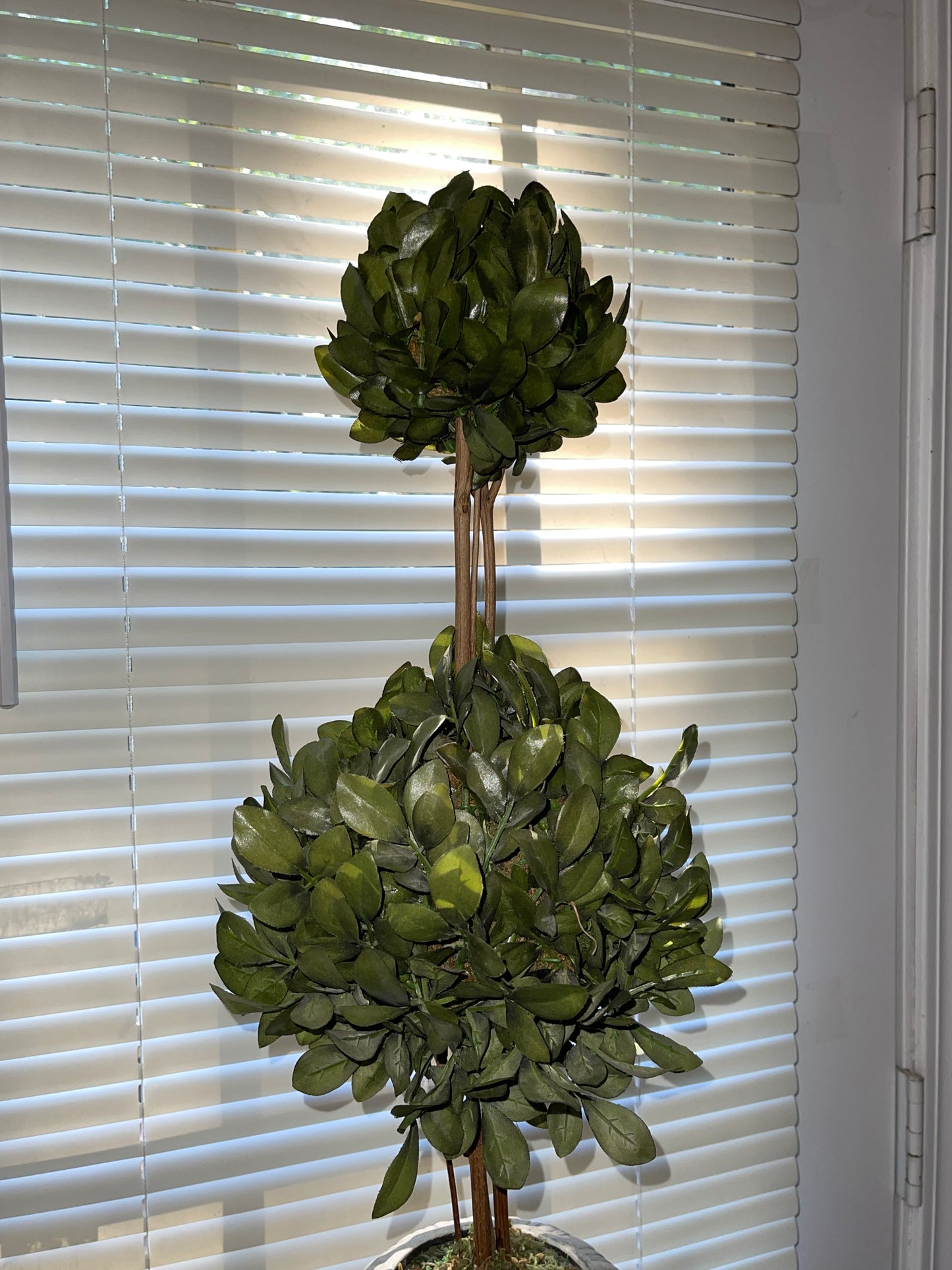 RENTAL GREEN TOPIARY SHRUBBERY TERRACOTTA STYLE POT