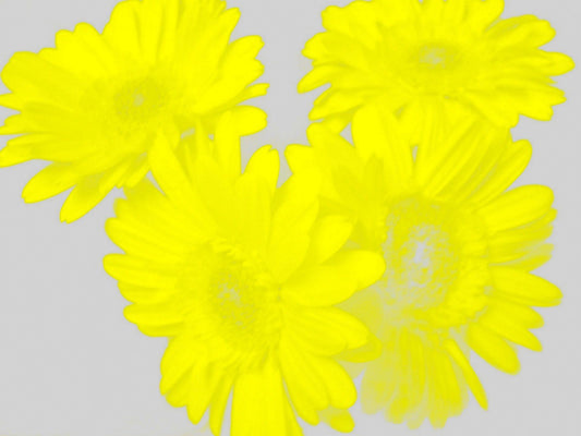 Yellow Bouquet [Limited Edition of 10] by Alaina
