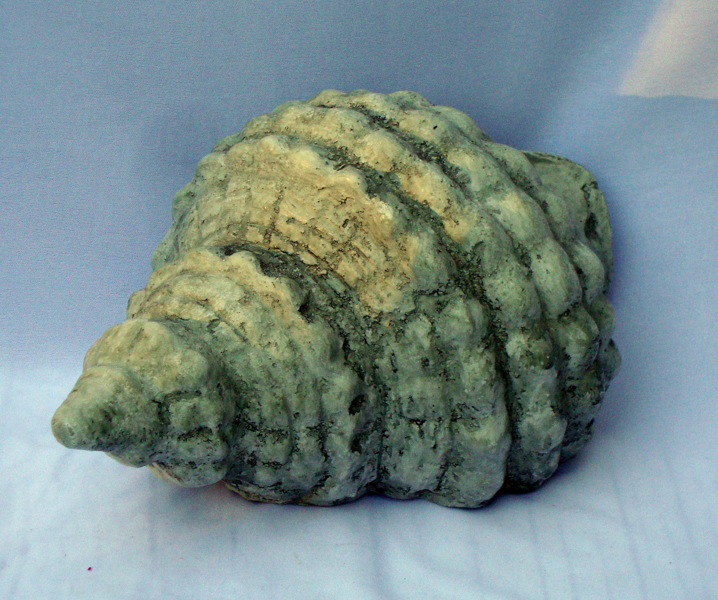 [SOLD] Realistic Seashell Large Gray Seashell Conch Sculpture