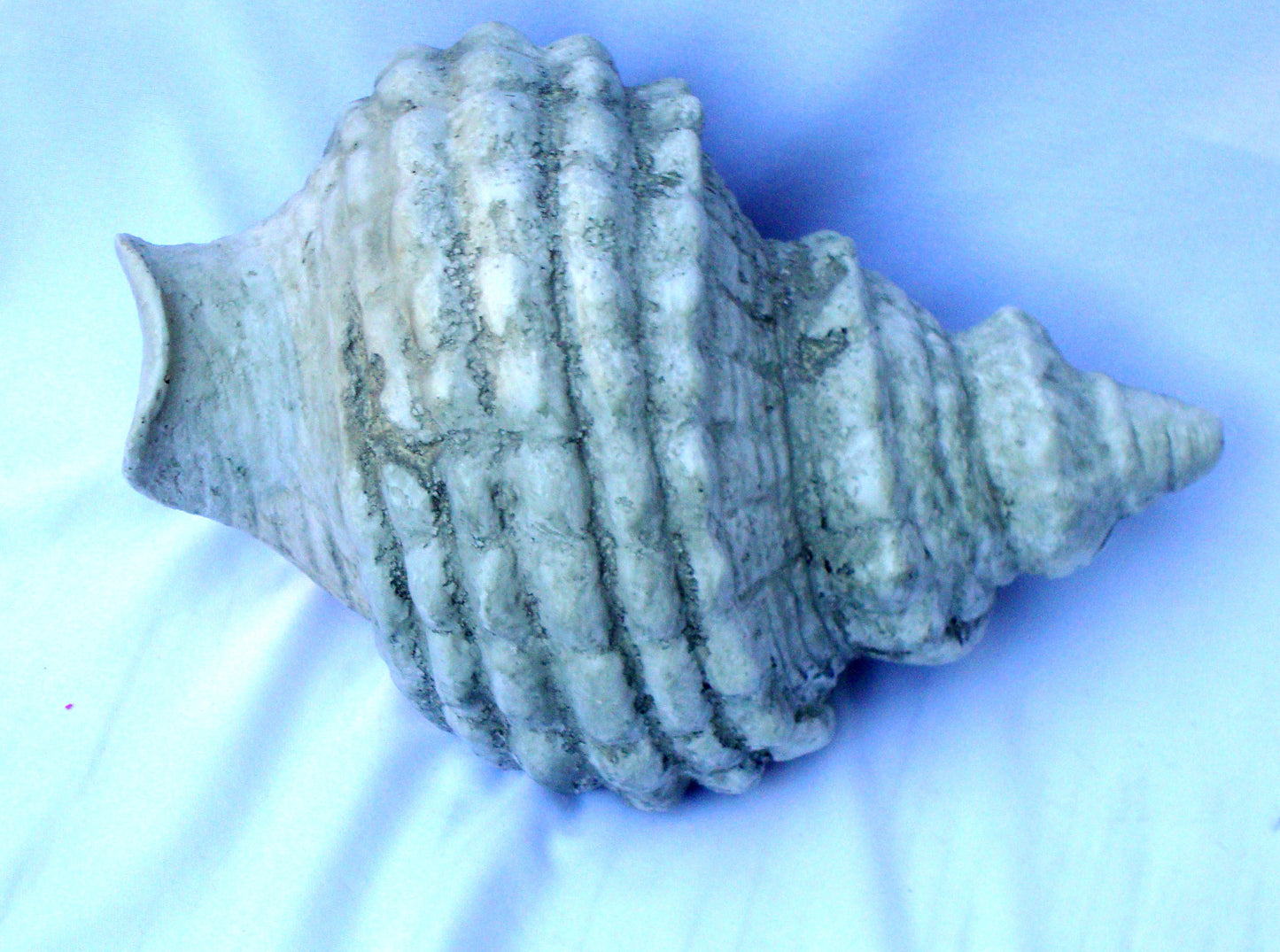 [SOLD] Realistic Seashell Large Gray Seashell Conch Sculpture