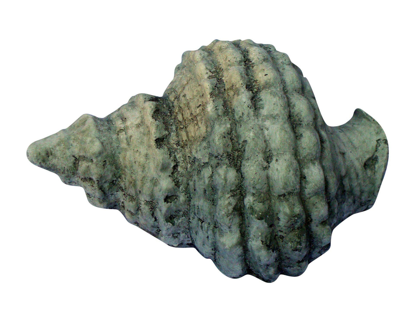 [SOLD] Realistic Seashell Large Gray Seashell Conch Sculpture