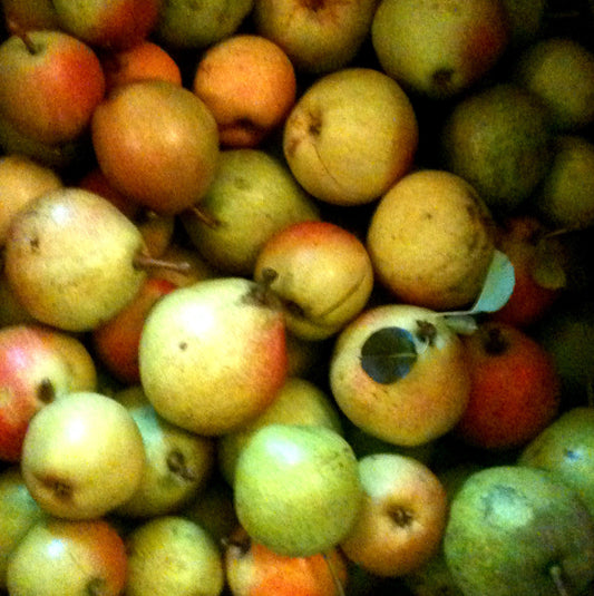 Organic Pear Apples [Limited Edition 2/10] Abby Essie