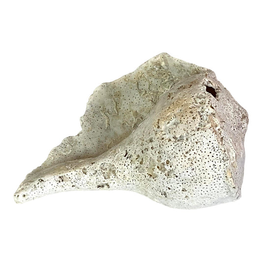 Conch Seashell White Fossil ABBY ESSIE STUDIOS