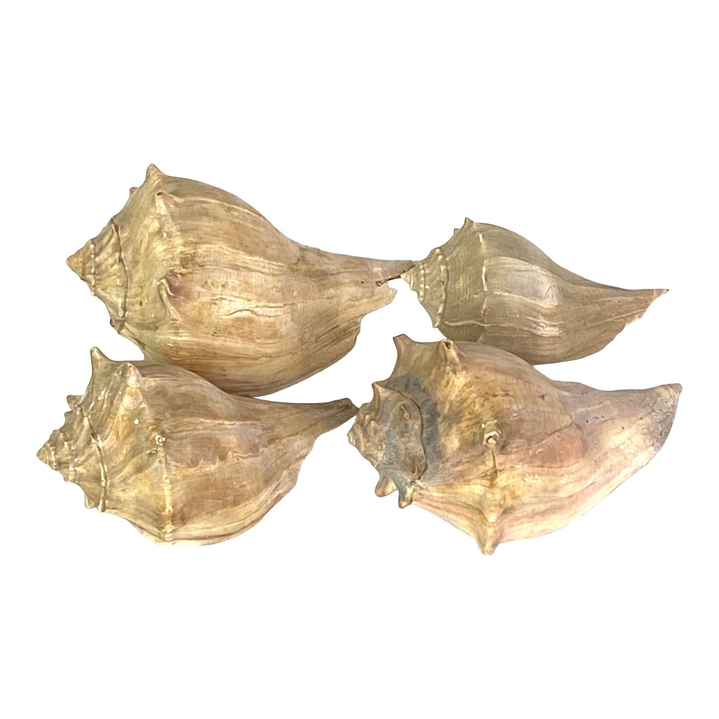 Conch Seashells - Set of 4