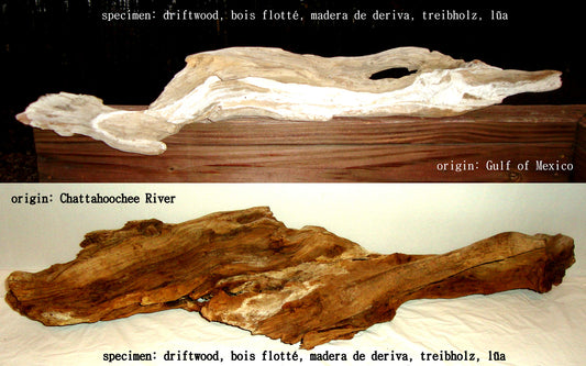 Driftwood Study [Limited Edition 2/10] by Alaina Williams Abby Essie