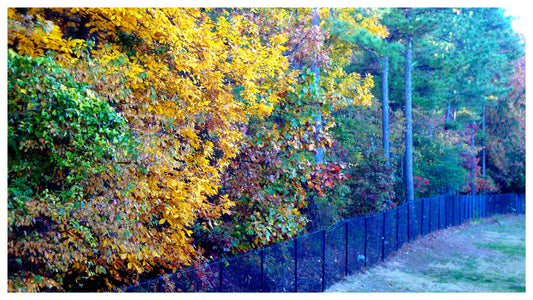 Captive Forest IV [Ltd Ed of 10] Photograhy