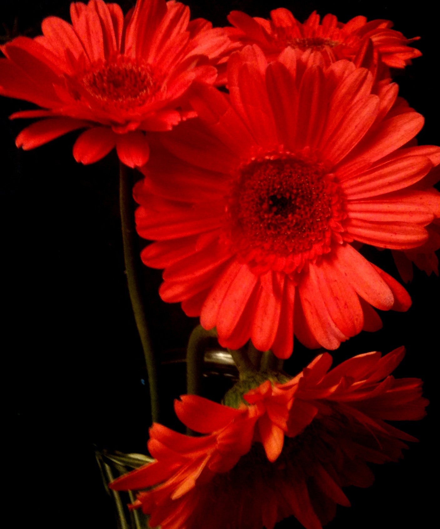 Four Gerbera Daisies Red Pt.1 [Limited Edition of 10]