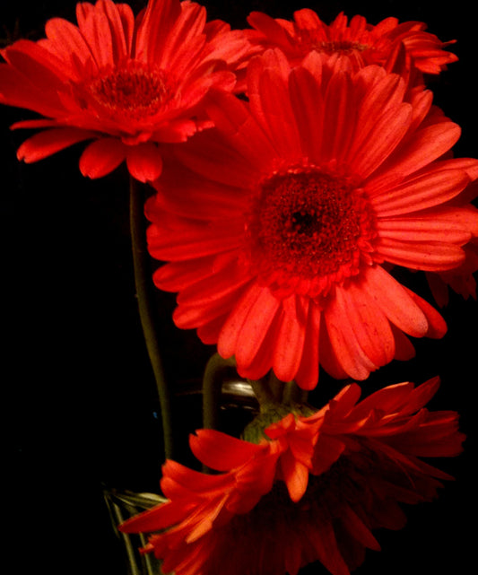 Four Gerbera Daisies Red Pt.1 [Limited Edition of 10] Abby Essie