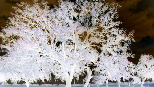 Wise Oak Tree #2 [Limited Edition  of 10] Photography by Alaina Williams